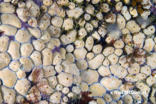 Photo of Didemnum carnulentum by <a href="http://www.seastarsofthepacificnorthwest.info/">Neil McDaniel</a>
